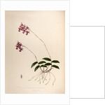 Barkeria lindleyana by Maxim Gauci after Augusta Innes Withers