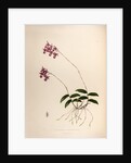 Barkeria lindleyana by Maxim Gauci after Augusta Innes Withers
