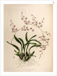 Oncidium incurvum by Maxim Gauci after Augusta Innes Withers