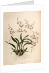 Oncidium incurvum by Maxim Gauci after Augusta Innes Withers