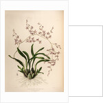 Oncidium incurvum by Maxim Gauci after Augusta Innes Withers