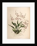 Oncidium incurvum by Maxim Gauci after Augusta Innes Withers