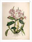 Schomburgkia tibicinic by Maxim Gauci after Sarah Anne Drake