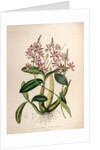 Schomburgkia tibicinic by Maxim Gauci after Sarah Anne Drake