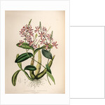 Schomburgkia tibicinic by Maxim Gauci after Sarah Anne Drake
