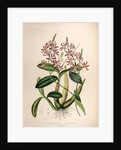 Schomburgkia tibicinic by Maxim Gauci after Sarah Anne Drake