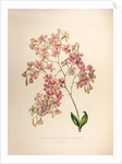 Epidendrums erubescens by Maxim Gauci after Sarah Anne Drake