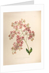 Epidendrums erubescens by Maxim Gauci after Sarah Anne Drake