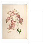 Epidendrums erubescens by Maxim Gauci after Sarah Anne Drake