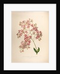 Epidendrums erubescens by Maxim Gauci after Sarah Anne Drake