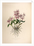Barkerai spectabilis by Maxim Gauci after Sarah Anne Drake