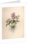Barkerai spectabilis by Maxim Gauci after Sarah Anne Drake
