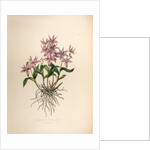 Barkerai spectabilis by Maxim Gauci after Sarah Anne Drake