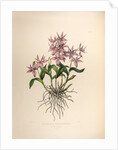 Barkerai spectabilis by Maxim Gauci after Sarah Anne Drake