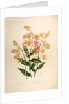 Epidendrum polyanthum by Maxim Gauci after Sarah Anne Drake