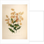Epidendrum polyanthum by Maxim Gauci after Sarah Anne Drake