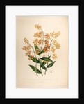 Epidendrum polyanthum by Maxim Gauci after Sarah Anne Drake
