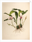Maxillaria skinneri by Maxim Gauci after Augusta Innes Withers