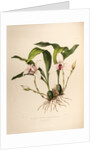 Maxillaria skinneri by Maxim Gauci after Augusta Innes Withers