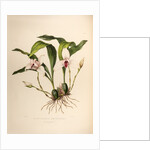 Maxillaria skinneri by Maxim Gauci after Augusta Innes Withers