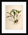 Maxillaria skinneri by Maxim Gauci after Augusta Innes Withers