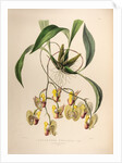 Coryanthes speciosa var. by Maxim Gauci after Sarah Anne Drake