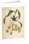 Coryanthes speciosa var. by Maxim Gauci after Sarah Anne Drake