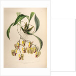 Coryanthes speciosa var. by Maxim Gauci after Sarah Anne Drake