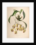 Coryanthes speciosa var. by Maxim Gauci after Sarah Anne Drake