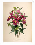 Sobralia macrantha by Maxim Gauci after Sarah Anne Drake