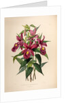Sobralia macrantha by Maxim Gauci after Sarah Anne Drake