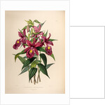 Sobralia macrantha by Maxim Gauci after Sarah Anne Drake