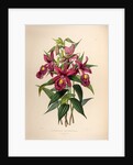 Sobralia macrantha by Maxim Gauci after Sarah Anne Drake