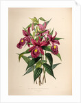 Sobralia macrantha by Maxim Gauci after Sarah Anne Drake