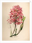 Lælia superbiens by Maxim Gauci after Sarah Anne Drake