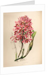 Lælia superbiens by Maxim Gauci after Sarah Anne Drake