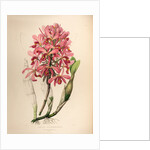 Lælia superbiens by Maxim Gauci after Sarah Anne Drake