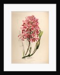Lælia superbiens by Maxim Gauci after Sarah Anne Drake