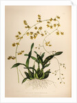Oncidium wentworthaninum by Maxim Gauci after Augusta Innes Withers