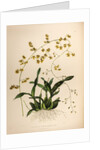 Oncidium wentworthaninum by Maxim Gauci after Augusta Innes Withers