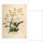 Oncidium wentworthaninum by Maxim Gauci after Augusta Innes Withers