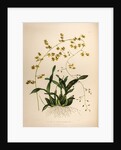 Oncidium wentworthaninum by Maxim Gauci after Augusta Innes Withers