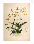 Oncidium wentworthaninum by Maxim Gauci after Augusta Innes Withers