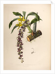 Cycnoches egertonianum by Maxim Gauci after Sarah Anne Drake