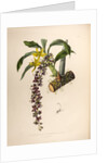 Cycnoches egertonianum by Maxim Gauci after Sarah Anne Drake