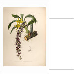 Cycnoches egertonianum by Maxim Gauci after Sarah Anne Drake