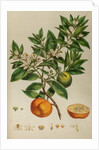 Bitter orange by Johann Sebastian Müller