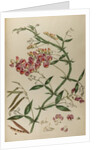 Everlasting pea or chickling vetch by Johann Sebastian Müller