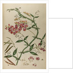 Everlasting pea or chickling vetch by Johann Sebastian Müller