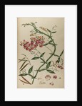 Everlasting pea or chickling vetch by Johann Sebastian Müller